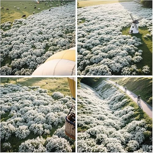 20000+ Timo Strisciante bianco per piantare all'aperto, giardino, Per la copertura del prato, NON OGM, Bassa manutenzione