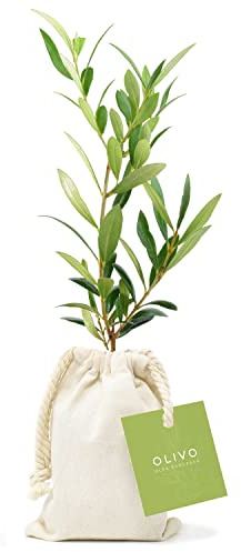 Pack de 26 Olivos Olea Europaea Arbequina en saco de algodón - Árboles pequeños naturales para plantar - Regalos para invitados (Tarjeta stándard)