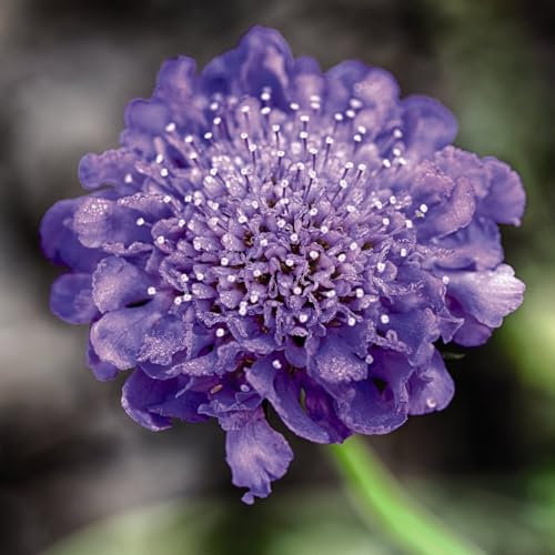 Scabiosa 'Blue' – Hardy Nectar-Rich Perennial for Cottage Gardens, Butterfly & Bee Friendly, Long-Lasting Blue Pincushion Flowers - 1x 2 Litre Potted Plant by Thompson & Morgan