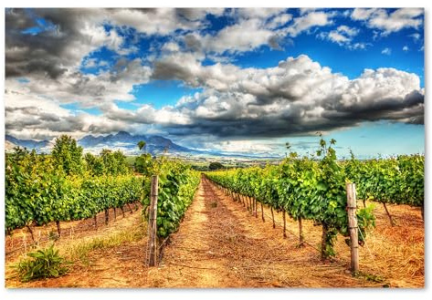 Postereck - 1335 - Vignoble, raisin, cep, vigne, nature, champ. Art Mural Impression – Décoration cuisine, nature, Canvas - Affiche - 4:3 81,0 cm x 61,0 cm