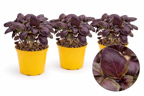POWERS TO FLOWERS - BASILICO NERO DARK OPAL, 2 PIANTE, VASO 12CM DIAMETRO, piante vere