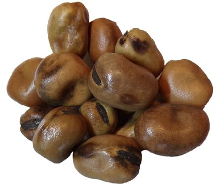 Féverole d‘Hiver Bio - Vicia Faba L. (Engrais Vert) SEM02