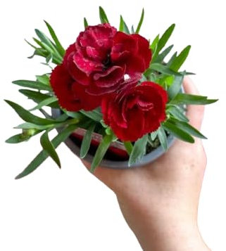 Claveles de Colores - Planta Natural en Maceta con Flores Vibrantes, Opción de Regalo para Amantes de la Jardinería