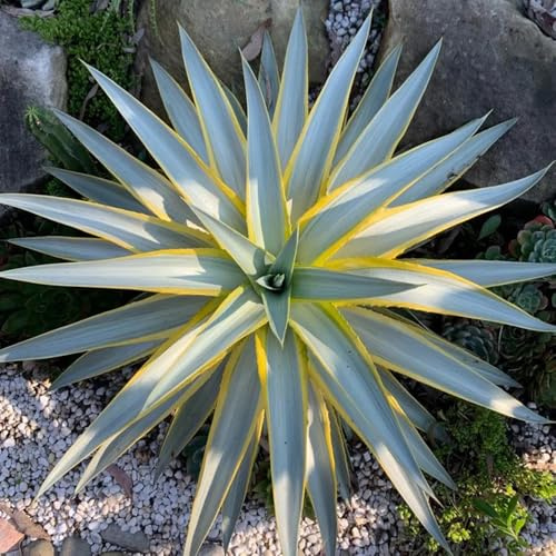 Semi resistenti di Agave americana, semi per aiuole rialzate rare di aromatiche da esterno verdi selvatiche prodotti sostenibili regali per giardinieri da 85pcs