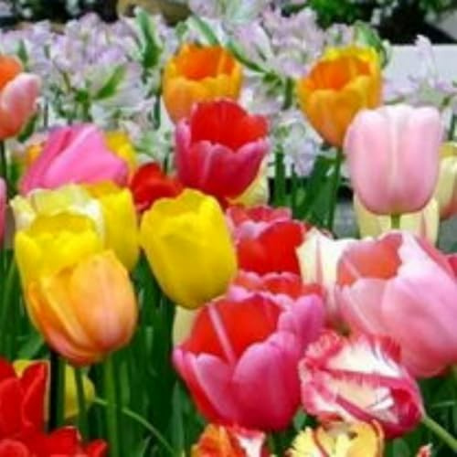 Hochwertige Tulpen, gemischte seltene Farben, winterhart, mehrjährig, duftend, elegante Garten- und Kübeldekoration-4 stück