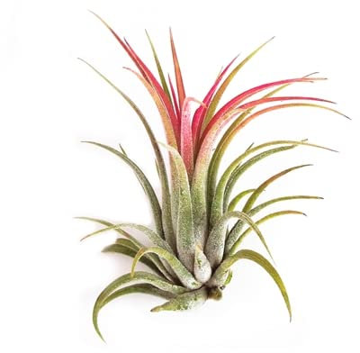 DECOALIVE Tillandsia Roja Planta Natural de Calidad Planta Viva para el Hogar Planta Sin Tierra
