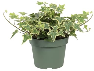 Hedera Helix Goldchild Natural Hiedra Goldchild - DECOALIVE Planta Viva para Interior o Terraza Maceta 13 cm Altura 25 cm