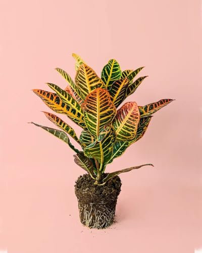 Croton M | Plantas Naturales Interior | Pur Plant