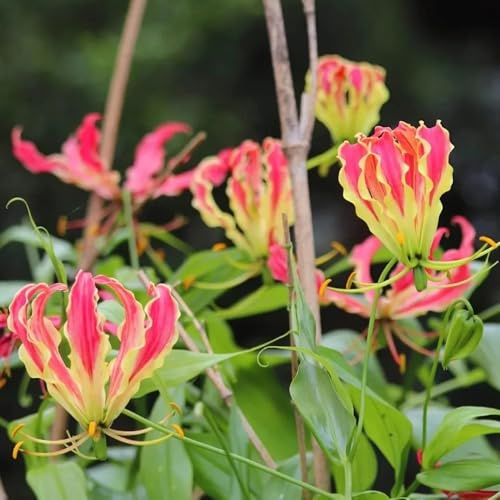10bulbos de lirio de llama de ación temprana, silvestres, balcón de lirio antorcha de primavera, enredaderas para decorar