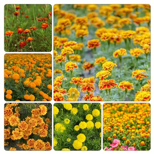 semi di tagete di resistente di resistente esotiche giardino riverdimento 300pcs