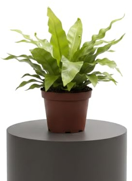Asplenium Nidus Crispy Wave Helecho Nido de Ave DECOALIVE Planta Ornamental de Hojas Rizadas Maceta 12 cm de Diámetro Altura 20 cm