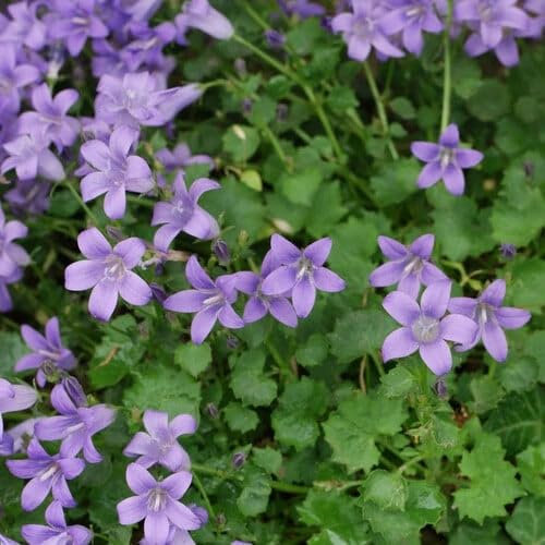 Plant World Seeds - Campanula Portenschlagiana Seeds (Alpine Plant Seeds)