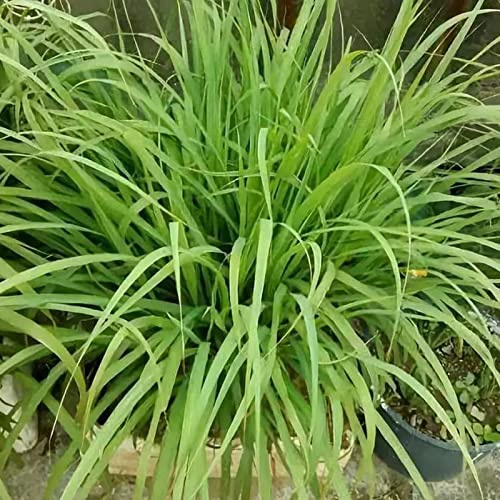 Saterkali Semi di citronella, 1000 pezzi/borsa Semi di citronella crescono tutto l'anno Easy Care Green Lemon Grass Cymbopogon Flexuosus Semi per orticoltura Semi Di Citronella