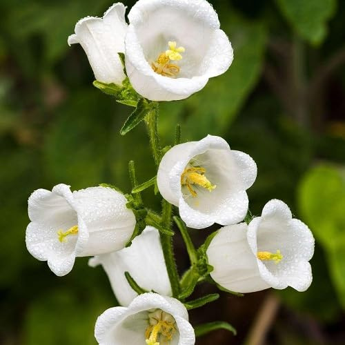 100Pcs White Campanula Flower Seeds