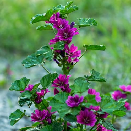 malva selvatica - semi di malva arredamento per soggiorno con letto rialzato di semi Decorazioni per giardini esterni, aromatiche, fiorito sul balcone 300pcs