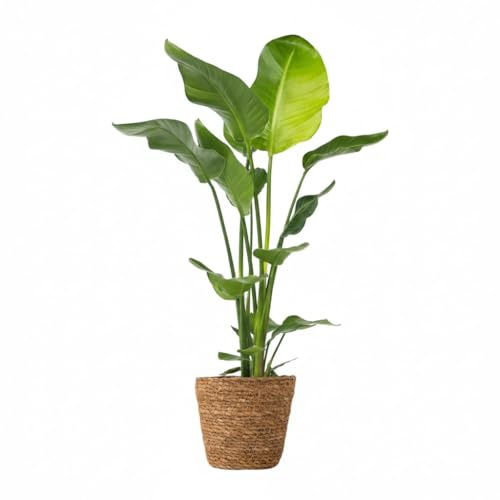 Plant in a Box - Strelitzia Nicolai XL - Dans un panier en jonc de mer - Grande plante verte interieur vivante - Plante oiseau du paradis - Pot 21cm - Hauteur 90-110cm