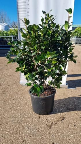 PIANTA DI CAMELIA JAPONICA VASO 30 CM COLORI MIX (foto reali)