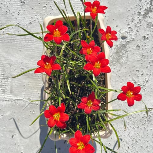 Zephyranthes blumengarten 10zwiebeln x Wunderschön