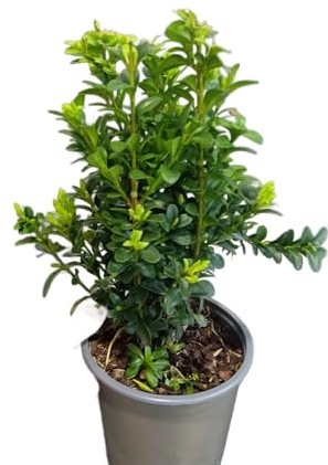 Buxus Planta Natural de Exterior y Resistente Para Crear Setos