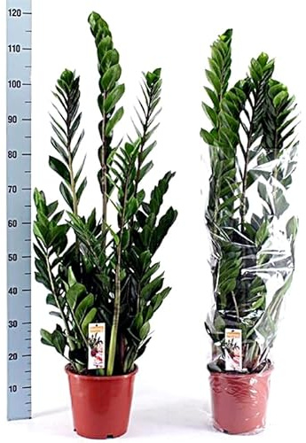 Planta natural Zamioculcas zamiifolia. 90 cm. Segura Garden. Planta de hojas verdes brillantes, resistente, purifica el aire y tolera poca luz y riego mínimo.