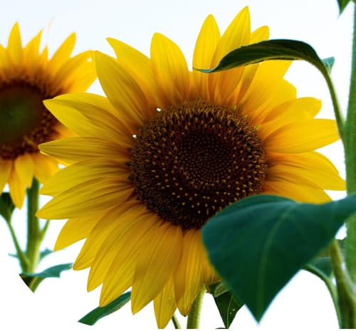 MRS Graines de Tournesol géant - 250 g - 2.500 graines - Helianthus Uniflorus Giganteus - Faciles à planter - Semences de haute qualité - Graines pour le jardin, potager et balcon extérieur