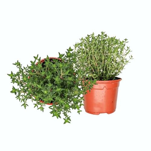 Plantas de Tomillo - DECOALIVE Set de 2 Plantas Naturales - Plantas Comestibles