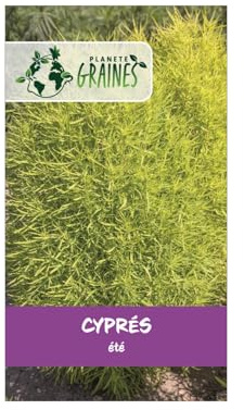 100 Graines Cyprès d'Été Non Rougissant Effet Structuré buison Tapis Vert