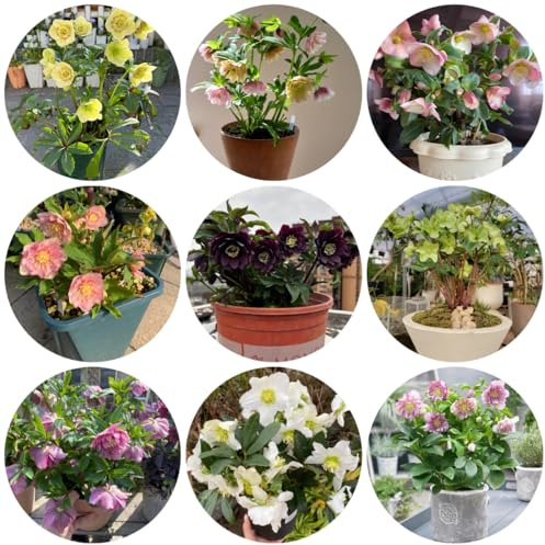 christrosen, wildblumensamen, hochbeet christrose, gartenblumen zimmerpflanzen schnittblumen, balkonpflanzen winterhart 65samen
