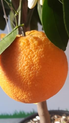 Pianta di Arancio 20 (innesto basso)