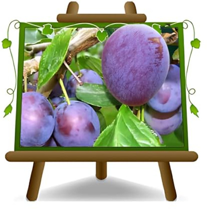 Prunes Reine Claudia Violetta – Planta para frutas viejas con puerta trasplante myrobolan sobre maceta 26 – Árbol máximo 180 cm – 4 años