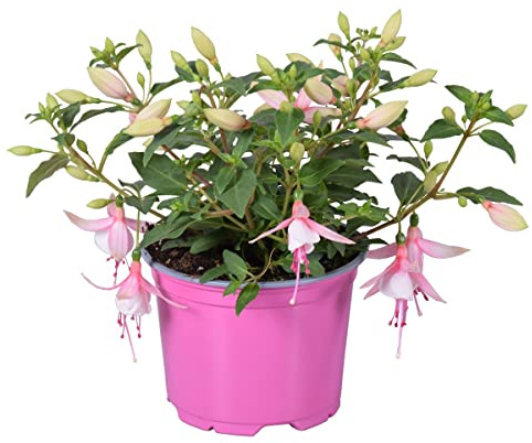 Fucsia o Campanilla Natural Planta Primaveral Resistente y Fácil de Cuidar