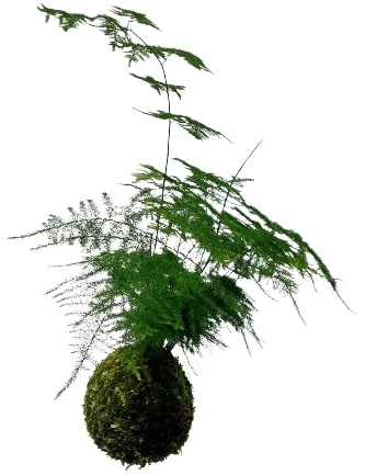 Planta Kokedama -Asparagus Plumosus - DECOALIVE - Helecho Plumoso- Musgo Natural