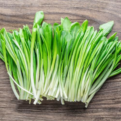 semillas de ajo silvestre perenne resistente, interior silvestres 50pcs