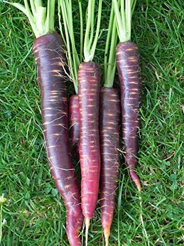 Semi di carota: Cosmic carote viola del seme fresco (oltre 250 semi)
