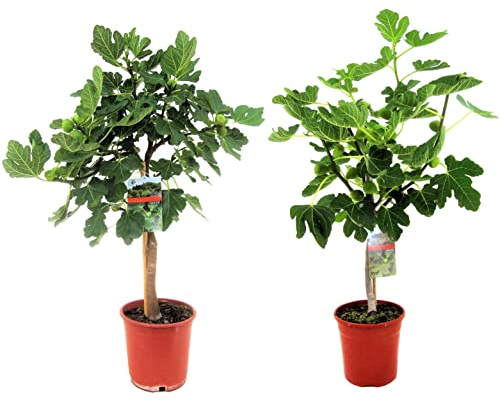 Plant in a Box - Ficus Carica - Set de 2 - Figuier - Arbres fruitiers - Pot 21cm - Hauteur 70-90cm
