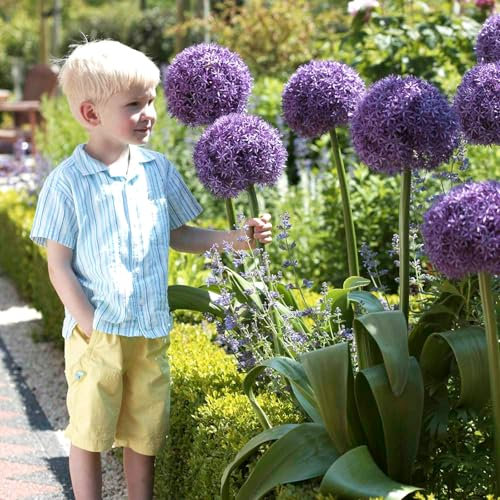 Carbeth Plants - Allium Globemaster Spring Bulbs - Summer Flowering Perennials - UK Hardy Low Maintenance Pollinator Friendly - Grow in Beds, Borders and Patio Pots (1 Bulb)
