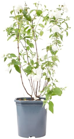 Verdecora Celindo en maceta de 3 litros | Philadelphus coronarius | Arbusto Natural de Exterior con Flores Blancas Aromáticas | Ideal para Jardines y Terrazas