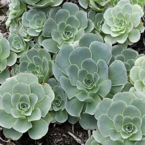 semillas suculentas resistentes, comprar de jardín rocas perenne para balcón 30pcs