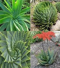 50 pezzi di semi di fiori rosa Nerium Oleander