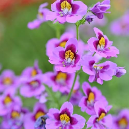 semi di orchidea del contadino - giardino resistenti 1000pcs