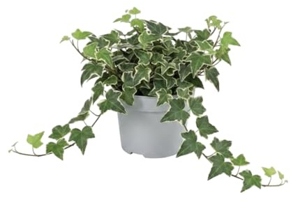 DECOALIVE - Hedera Helix Variegata Hiedra jaspeada para Decoración Verde con Maceta de 13 cm de Diámetro y Planta de 25 cm