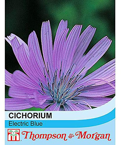 Cichorium intybus Seeds 'Electric Blue' Chicory Hardy Perennial Summer Flowering Garden Plants Easy to Grow Your Own Seeds 1 Packet 300 Cichorium Seeds by Thompson and Morgan