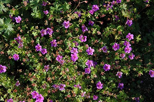 Geranium sanguineum 'Dilys' 9x9 cm Topf – Winterhart, Mehrjährig, Pflegeleicht – Blutstorchschnabel – Bodendecker für Beet & Steingarten