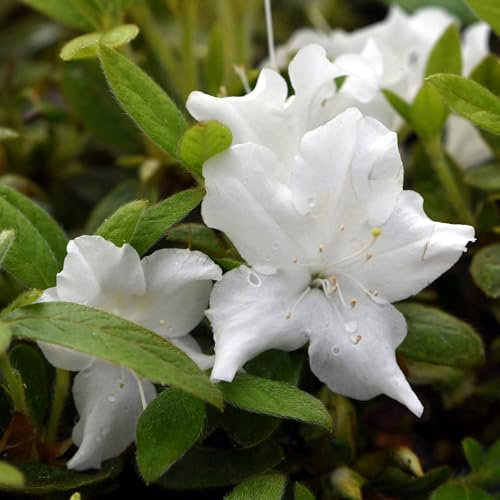 Pianta vera di Azalea Encore Lily - Diametro Vaso Ø 18 cm