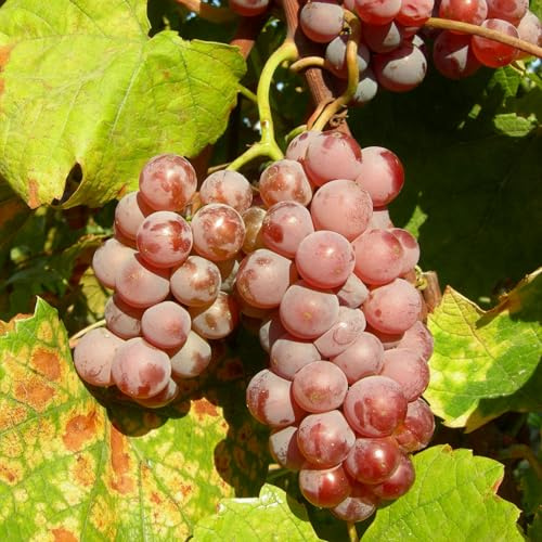 Weinrebe Delaware 2L - Eine süße Hybridsorte aus der Familie der Vitaceae