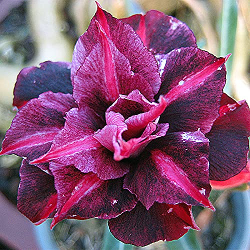 Excelente opción para arreglos de jardín -/Tubérculos de rosa del desierto -/ - - Los colores de los pétalos varían -/ (NVNJHJN).-2 bulbos-C