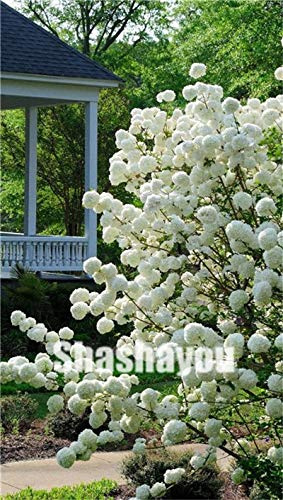 Nouvelles Graines De Fleurs De Jasmin Grimpantes Rares Pour Le Jardinage Blanc Paquet De 100 Graines