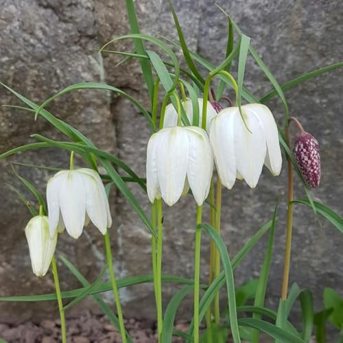 imperiale coronata di primavera bonsái di interni Bulbi perenni resistenti all'inverno riverdimento tetti giardino rocce giardino 4pcs