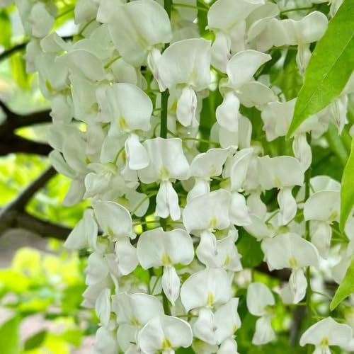 Blauregensamen - kletterpflanzen winterhart balkongewächshäuser sommerblumen topfpflanzen alte sorten baumsamen geschenke für gärtner gartendeko für draußen blumendeko grünpflanzen 3samen