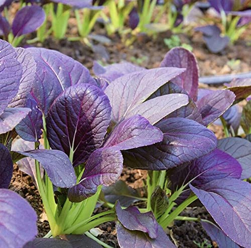 300 Purple Leaves Bok Choy Seeds Heirloom Vegetable Seeds